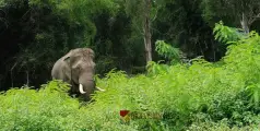 #elephantattack|കാട്ടാനയുടെ ആക്രമണത്തില്‍ യുവാവ് കൊല്ലപ്പെട്ടു