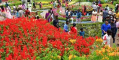 #Flowerfestival   | അടുത്ത പത്ത് ദിനങ്ങൾ വസന്തോത്സവം; കൊടൈക്കനാലില്‍ പുഷ്പമേളയ്ക്ക് തുടക്കമായി 