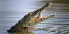 #crocodile | കണ്ണൂർ പാനൂരിൽ മുതലയെ കണ്ടെന്ന്; പ്രദേശവാസികൾ ഭീതിയിൽ 