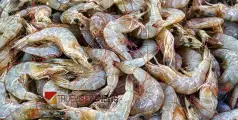 #Shrimp | കണ്ണൂർ ജില്ലയിൽ ചെമ്മീൻ ചാകരക്കാലം