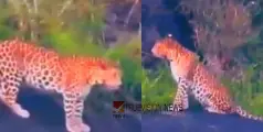 #leopard | കൽപ്പറ്റ പെരുന്തട്ടയില്‍ പുലിയിറങ്ങി; ആടുകളെയും പശുവിനെയും കൊന്നുതിന്നു 