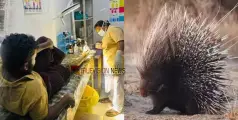 #Hedgehog | കോഴിക്കോട് മുള്ളന്‍ പന്നിയുടെ ആക്രമണത്തില്‍ യുവാവിന് പരിക്ക് 