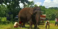 #foundelephant | സിനിമ ഷൂട്ടിംഗ് സെറ്റിൽ നിന്നും കാടുകയറിയ ആനയെ കണ്ടെത്തി; പുറത്തേക്ക് എത്തിക്കാൻ ശ്രമം തുടങ്ങി