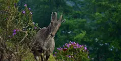 #Iravikulamnationalpark | വരവേറ്റ് വരയാടുകൾ;  മഞ്ഞ് മഴയായി പെയ്യുന്ന നാട്ടിലേക്കൊരു യാത്ര