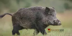  #Wildboar | കാർഷിക വിളകൾ നശിപ്പിച്ചു; വേളം പഞ്ചായത്തിൽ കാട്ടുപന്നി ശല്യം രൂക്ഷം