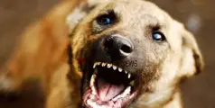 #Straydogattack | കോഴിക്കോട് വടകരയിൽ തെരുവുനായ അക്രമണം; ഏഴ് പേര്‍ക്ക് പരിക്ക്