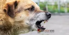 #StrayDog | വിദ്യാര്‍ത്ഥിനികള്‍ക്കുനേരെ തെരുവുനായ ആക്രമണം; റോഡിൽ വീണ് ഒരാൾക്ക് പരിക്ക്