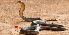 #snake | വടകരയിൽ പാമ്പുകടിയേറ്റ് പശു ചത്തു