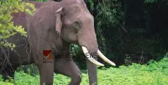 #wildelephant |  പരാതി തിരയാനെത്തി, കാട്ടാനയുടെ ആക്രമണത്തിൽ വനപാലകന് പരിക്കേറ്റു