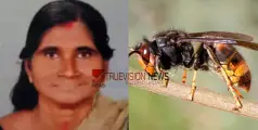 #WaspATtack | ജോലിക്കിടെ കടന്നൽ  കുത്തേറ്റ തൊഴിലുറപ്പ് തൊഴിലാളി മരിച്ചു