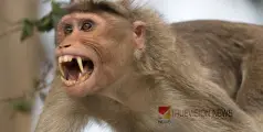 #monkeyattack | കുരങ്ങുകളുടെ ആക്രമണത്തിൽ റെയിൽവേ ജീവനക്കാരനും കുട്ടിക്കും പരിക്ക് 