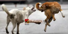 #rabies | കോഴിക്കോട് നാല് പേരെ കടിച്ച തെരുവുനായയ്ക്ക് പേവിഷബാധ സ്ഥിരീകരിച്ചു