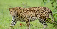 #leopard | തമിഴ്‌നാട്ടിൽ യുവതിയെ പുലി കടിച്ചുകൊന്നു