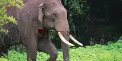 #elephantattack | കാട്ടാനയുടെ ആക്രമണത്തില്‍ മലയാളി വയോധികന്‍ മരിച്ചു