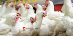 #birdflu | പക്ഷിപ്പനി വ്യാപനം; പോളണ്ടിൽ നിന്നുള്ള കോഴിയിറച്ചിയുടെയും മുട്ടകളുടെയും ഇറക്കുമതി നിരോധിച്ച് സൗദി