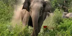 #wildelephant |  വീണ്ടും ജീവനെടുത്ത് കാട്ടാന: വയോധികൻ കൊല്ലപ്പെട്ടു