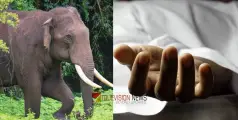 #wildelephantattack | വീണ്ടും ജീവനെടുത്ത് കാട്ടാന; മലപ്പുറത്ത് ആടിനെ മേയ്ക്കാൻ പോയ വീട്ടമ്മ കാട്ടാനആക്രമണത്തിൽ കൊല്ലപ്പെട്ടു