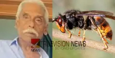 #waspattack |   നാദാപുരം ആവോലത്ത് കടന്നൽ കുത്തേറ്റ വയോധികൻ മരിച്ചു