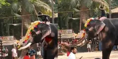 #elephant | മലപ്പുറത്ത് ഉത്സവത്തിനെത്തിച്ച ആന വിരണ്ടു, സംഭവം നെറ്റിപ്പട്ടം കെട്ടി വരുന്നതിനിടെ