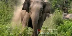 കണ്ണൂരിൽ  കാട്ടാന ആക്രമണം ; ആദിവാസി ദമ്പതികൾക്ക് ദാരുണാന്ത്യം 