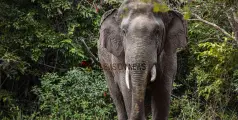 കണ്ണൂർ ആറളം ഫാമിൽ വീണ്ടും കാട്ടാന ആക്രമണം; ദമ്പതികൾക്ക് പരിക്ക് 