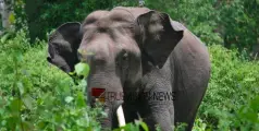 കാട്ടാനയുടെ ആക്രമണം; തോട്ടം തൊഴിലാളിക്ക് പരിക്ക്