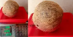 ഒരു തേങ്ങയ്ക്ക് 83 രൂപ വില തൂക്കം1396 ഗ്രാം ; എന്നാൽ കർഷകരോട് തെങ്ങ് കനിയുന്നില്ല