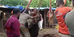 ആൾമറയില്ലാത്ത കിണറ്റിൽ വീണ എരുമ ചത്തു
