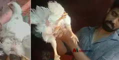 അത്ഭുതകോഴി, ഇതെന്താ ഇങ്ങനെ...!! രണ്ടല്ല നാല് കാൽ, കാണാനും വാങ്ങാനും വൻ തിരക്ക്, പക്ഷേ വിൽക്കില്ല