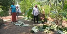 എടപ്പുഴയിൽ ജനവാസ മേഖലയിൽ തുടർച്ചയായി രണ്ടാം ദിവസവും കാട്ടാന ഇറങ്ങി ;കൃഷികൾ നശിപ്പിച്ചു