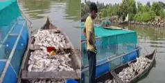 നെഞ്ചിൽ കൈവെച്ച് പോകും...; 30 ലക്ഷം വിലയുള്ള മത്സ്യങ്ങൾ ചത്തുപൊങ്ങി