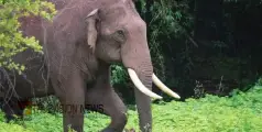 വീട്ടിലേക്ക് നടക്കുന്നതിനിടെ  കാട്ടാന ആക്രമണം; വയോധികന് പരിക്ക്
