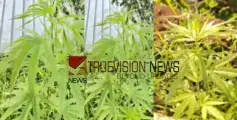 കുറ്റ്യാടി കള്ളാട്, വീട്ടുവളപ്പിൽ കഞ്ചാവ് കൃഷി; കേസെടുത്ത് പൊലീസ് 