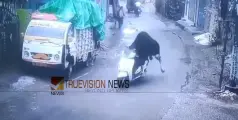  എനിക്കും സാധിക്കും, നിങ്ങൾക്ക് മാത്രമല്ല ....;  'സ്കൂട്ടർ മോഷ്ടിച്ച്' കാള; വീഡിയോ വൈറലാകുന്നു