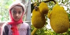 മലപ്പുറം കോട്ടക്കലിൽ ചക്ക തലയിൽ വീണ് 9 വയസ്സുകാരിക്ക് ദാരുണാന്ത്യം