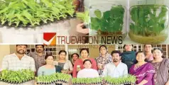  സാധാരണയേക്കാൾ ഇരട്ടിയോളം വിളവ്, രോഗകീടബാധകൾ വളരെ കുറവ്; ടിഷ്യൂ കൾച്ചർ ഇഞ്ചി, മഞ്ഞൾ തൈകൾ വികസിപ്പിച്ചു