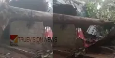 മരം ഒടിഞ്ഞ് ലേബർ ക്യാമ്പിന് മുകളിലേക്ക് വീണ് ഒരാൾ മരിച്ചു; മൂന്ന് പേർക്ക് പരിക്ക് 