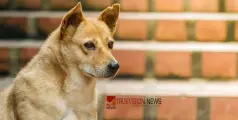 ജനനേന്ദ്രിയത്തിന് ഗുരുതര പരിക്കേറ്റ നിലയിൽ ഫ്ലാറ്റിൽ യുവാവിന്‍റെ മൃതദേഹം; വളർത്തുനായയുടെ ആക്രമണമെന്ന് സംശയം