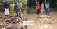 പൊതുജനങ്ങൾക്കും,കൃഷിയിടങ്ങൾക്കും ഭീഷണി ; എരഞ്ഞോളിയിൽ  വെടിവച്ചു കൊന്ന കാട്ടുപന്നികളുടെ എണ്ണം 100 കടന്നു.