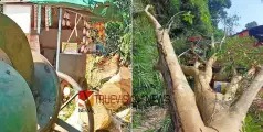 കോഴിക്കോട് കൂറ്റന്‍ മരം കടപുഴകി വീണു; കോണ്‍ക്രീറ്റ് ജോലി ചെയ്തിരുന്ന നാല് തൊഴിലാളികൾക്ക് അത്ഭുത രക്ഷ