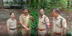 തളിപ്പറമ്പ് സർ സയ്യിദ് കോളേജ് പരിസരത്ത് കഞ്ചാവ് ചെടി കണ്ടെത്തി