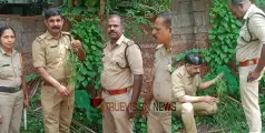 തളിപ്പറമ്പ് സർ സയ്യിദ് കോളേജ് പരിസരത്ത് നിന്നും കഞ്ചാവ് ചെടി കണ്ടെത്തി
