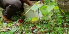 തെങ്ങിന്‍ചുവട്ടില്‍  ഒളിപ്പിച്ച നിലയിൽ;  പാനൂരിൽ സ്റ്റീൽ ബോംബ് കണ്ടെത്തിയത് പൊലീസ് നിരീക്ഷണത്തിലുള്ള പ്രദേശത്ത് 