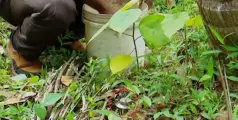 പാനൂരില്‍ സ്റ്റീൽ ബോംബ് കണ്ടെത്തി