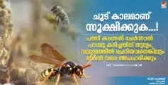 ചൂട് കാലമാണ് സൂക്ഷിക്കുക......! പത്ത് കടന്നല്‍ ചേര്‍ന്നാല്‍ പാമ്പു കടിച്ചതിന് തുല്യം, വലുപ്പത്തില്‍ ചെറിയവനെങ്കിലും ജീവൻ വരെ അപഹരിക്കും
