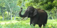  ഈ വർഷം മാത്രം വന്യമൃഗ ആക്രമണത്തിൽ നഷ്ടപെട്ടത് 25 ജീവനുകൾ