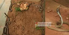 പിണറായിയിൽ കണ്ടെത്തിയ മൂർഖൻ്റെ മുട്ടകൾ  കോടിയേരിയിൽ വിരിഞ്ഞു ; 10 കുട്ടി മൂർഖൻമാരും ആരോഗ്യവാന്മാർ