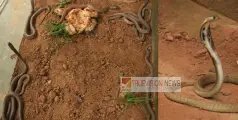 പിണറായിയിൽ കണ്ടെത്തിയ മൂർഖൻ്റെ മുട്ടകൾ കോടിയേരിയിൽ വിരിഞ്ഞു