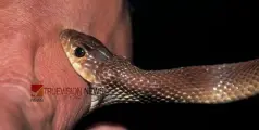 വാടക വീട്ടിൽ വെച്ച് പാമ്പ് കടിയേറ്റു; 35-കാരന് ദാരുണാന്ത്യം