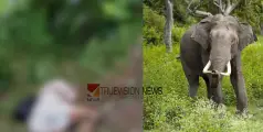 തീരാ കാട്ടാനക്കലി; പാലക്കാട് കാട്ടാനയുടെ ആക്രമണത്തില്‍ ടാപ്പിങ് തൊഴിലാളി കൊല്ലപ്പെട്ടു